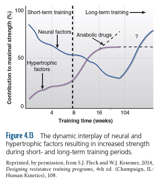 The dynamic interplay of neural and hypertrophic factors resulting in increased strength during short- and long-term training periods.