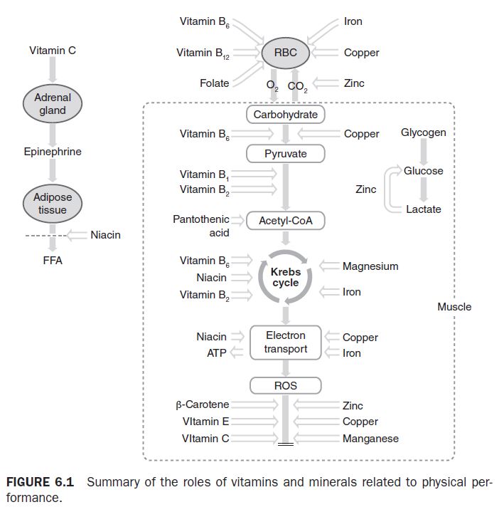 Figure 6.1 Summary of the roles of vitamins and minerals related to physical performance.