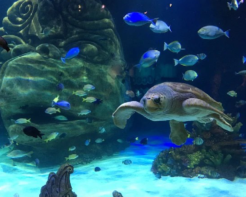 Tactical26 Web Main_Orlando Attractions 800x640.png